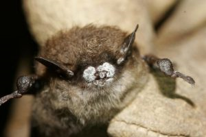 Figure 1 Bat suffering from white-nose syndrome